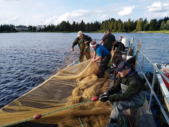 Hoitokalastusta nuottaamalla.